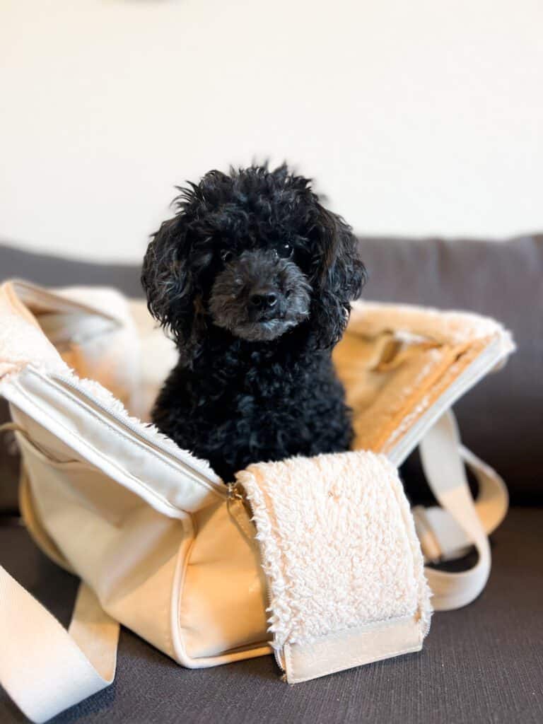 weekender bags for dogs. this bag is the Beis Pet tote for small dogs